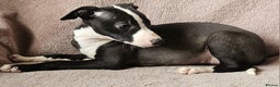 Whippet dogs for sale: **Ready now**KC HEART AND HEALTH TESTED WHIPPETS - Advert 10