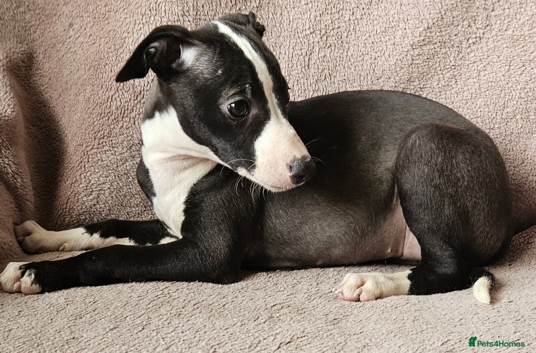 Whippet dogs for sale: **Ready now**KC HEART AND HEALTH TESTED WHIPPETS - Image 21