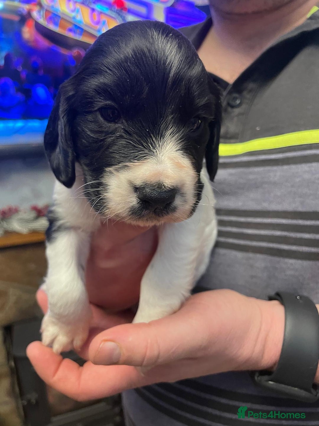 Cocker Spaniel dogs for sale: Cocker Spaniel  - Advert 5