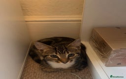 Mixed Breed cats for sale: Two cute kittens looking for a loving home - Image 4