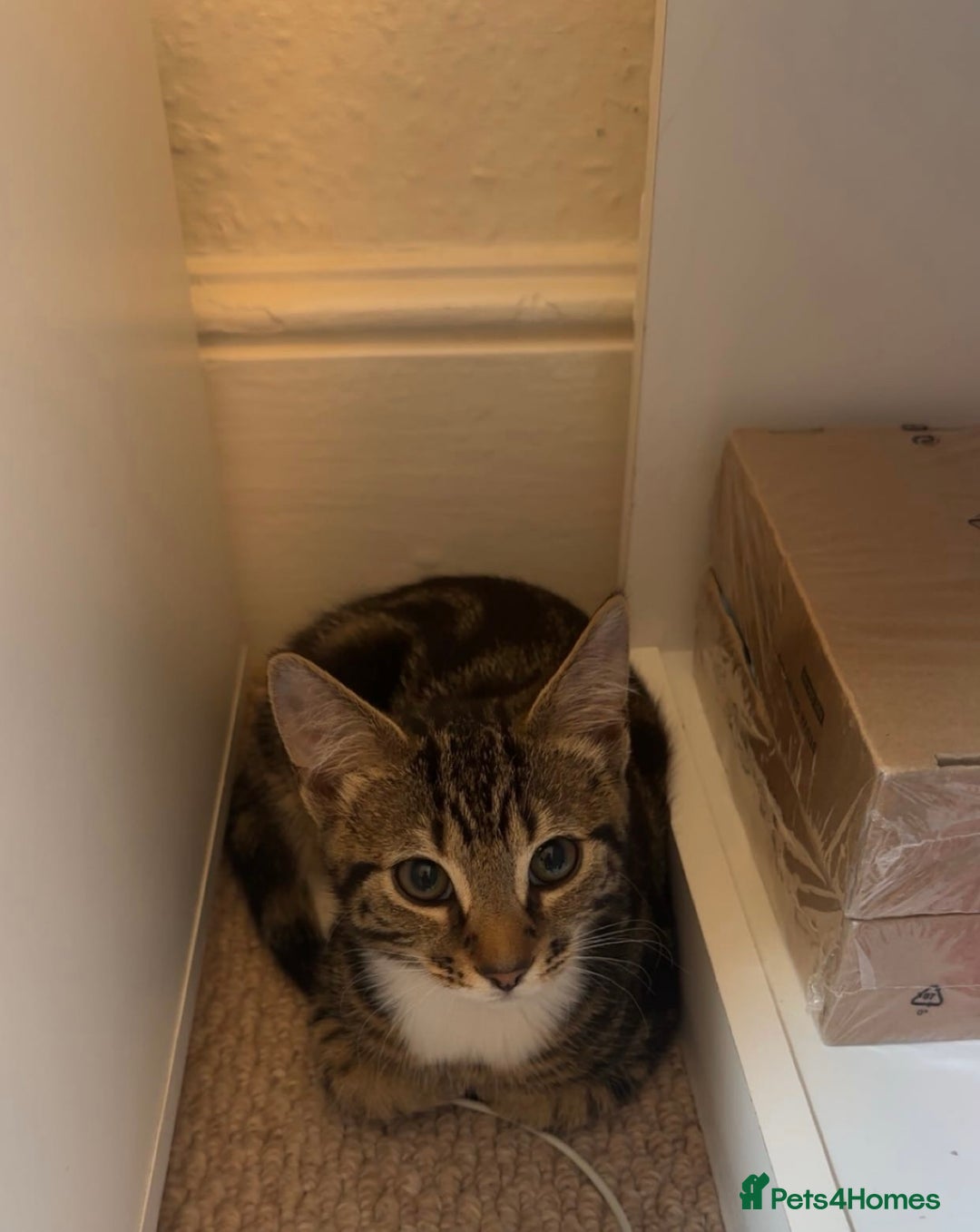 Mixed Breed cats for sale: Two cute kittens looking for a loving home - Image 4