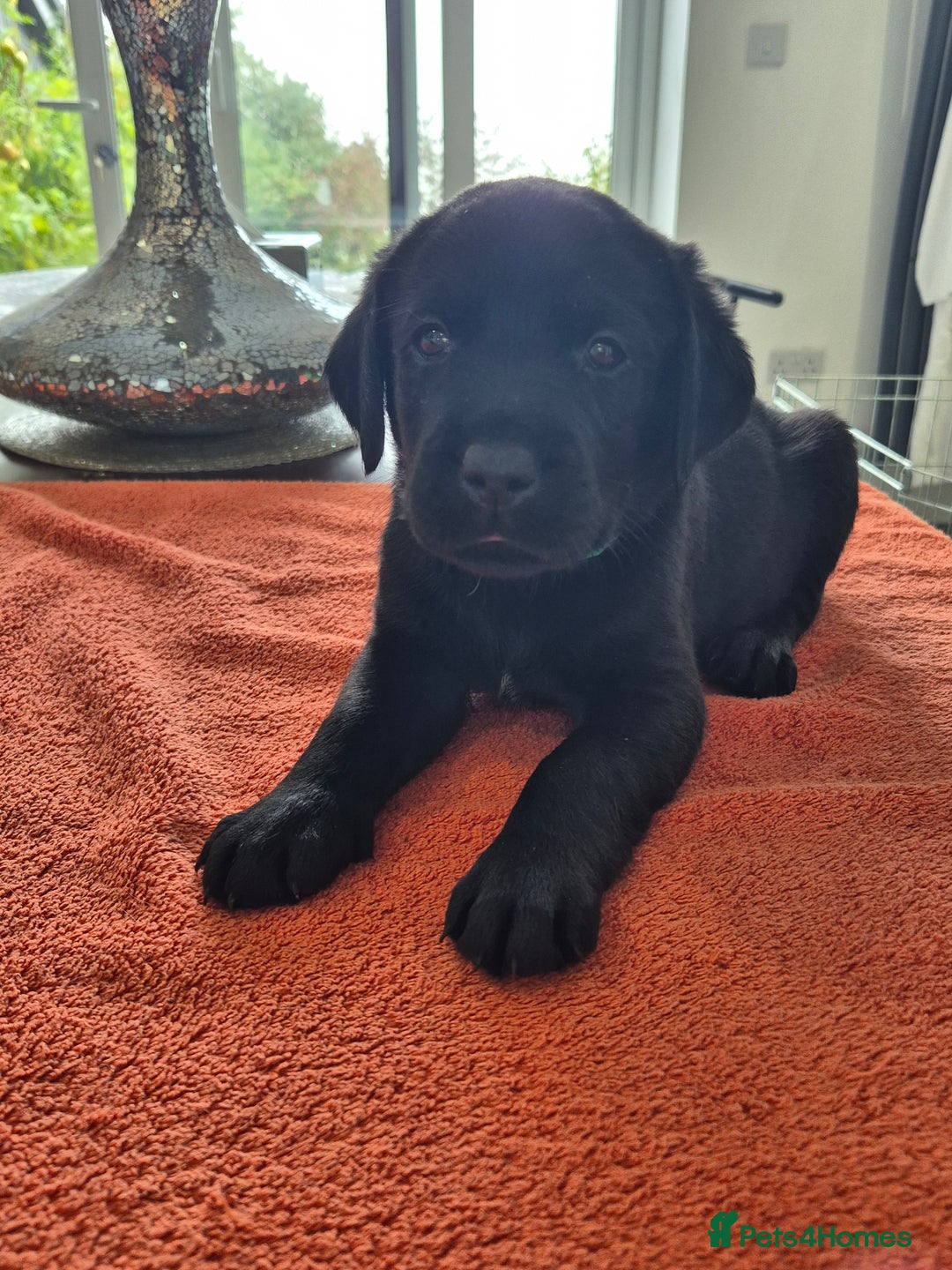 Labrador Retriever dogs for sale: Labrador puppies -1 black girl & 3 black boys left - Image 27