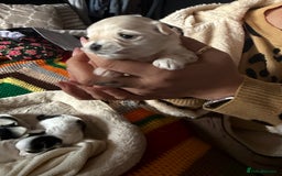 Morkie dogs for sale: +44 7794 219509 Mini morkie for sale  - Image 7