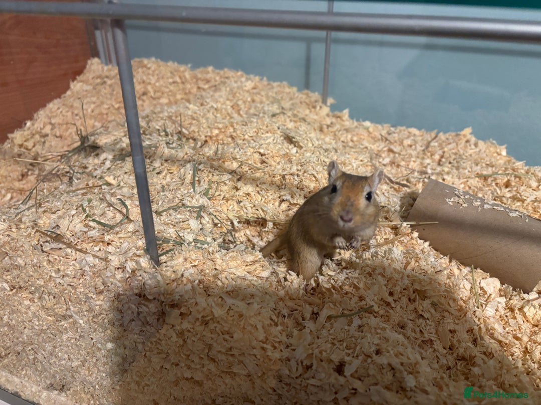 Gerbil rodents for sale: 2 male Gerbils  - Advert 4