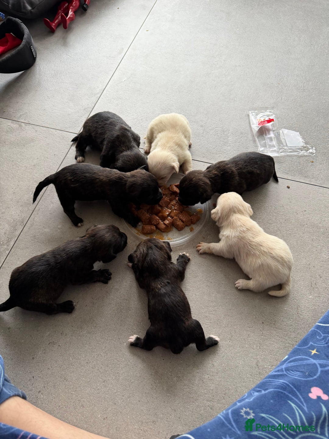 Mixed Breed dogs for sale: West highland terrier cross danishSwedish farm dog - Advert 2