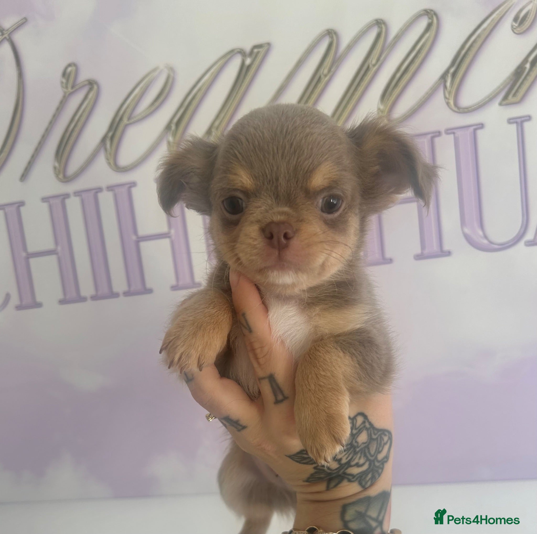 Chihuahua dogs Beautiful KC Lilac tri Chihuahua BOYS  - Advert 2