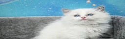 Ragdoll cats for sale: blue bicolour girls and boys available  - Advert 6