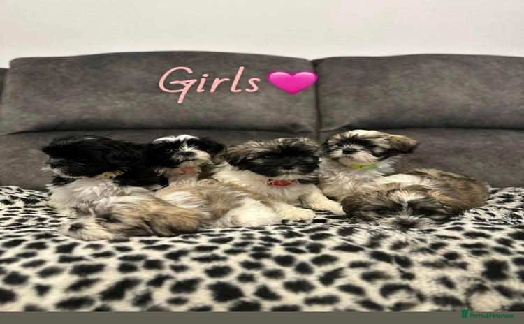 Shih Tzu dogs - Advert 9