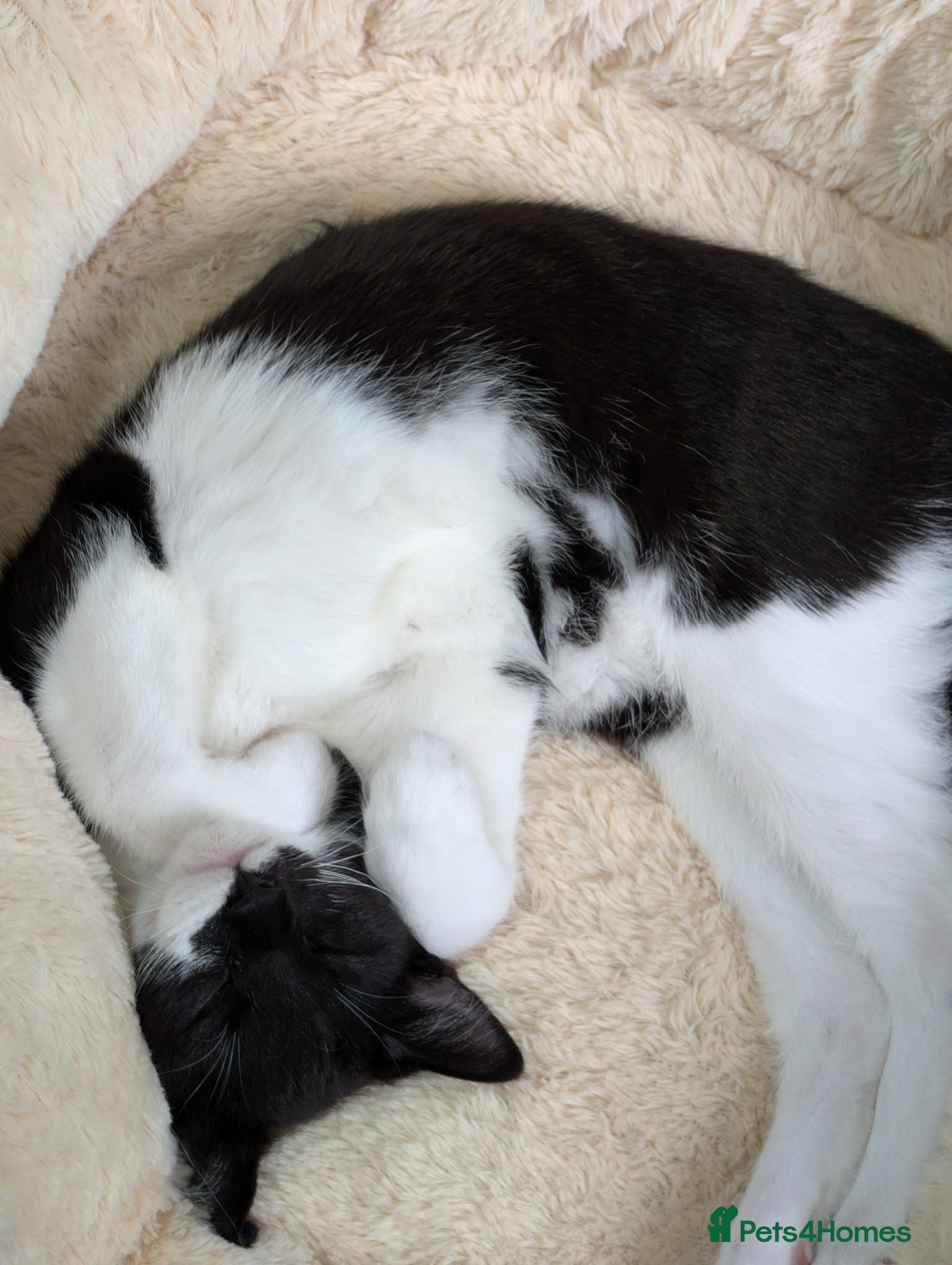 Mixed Breed cats 6 month old Kitten Looking for a Loving Home - Advert 2
