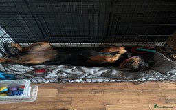 Rottweiler dogs for sale: 13 month old female Rottweiler  - Image 4