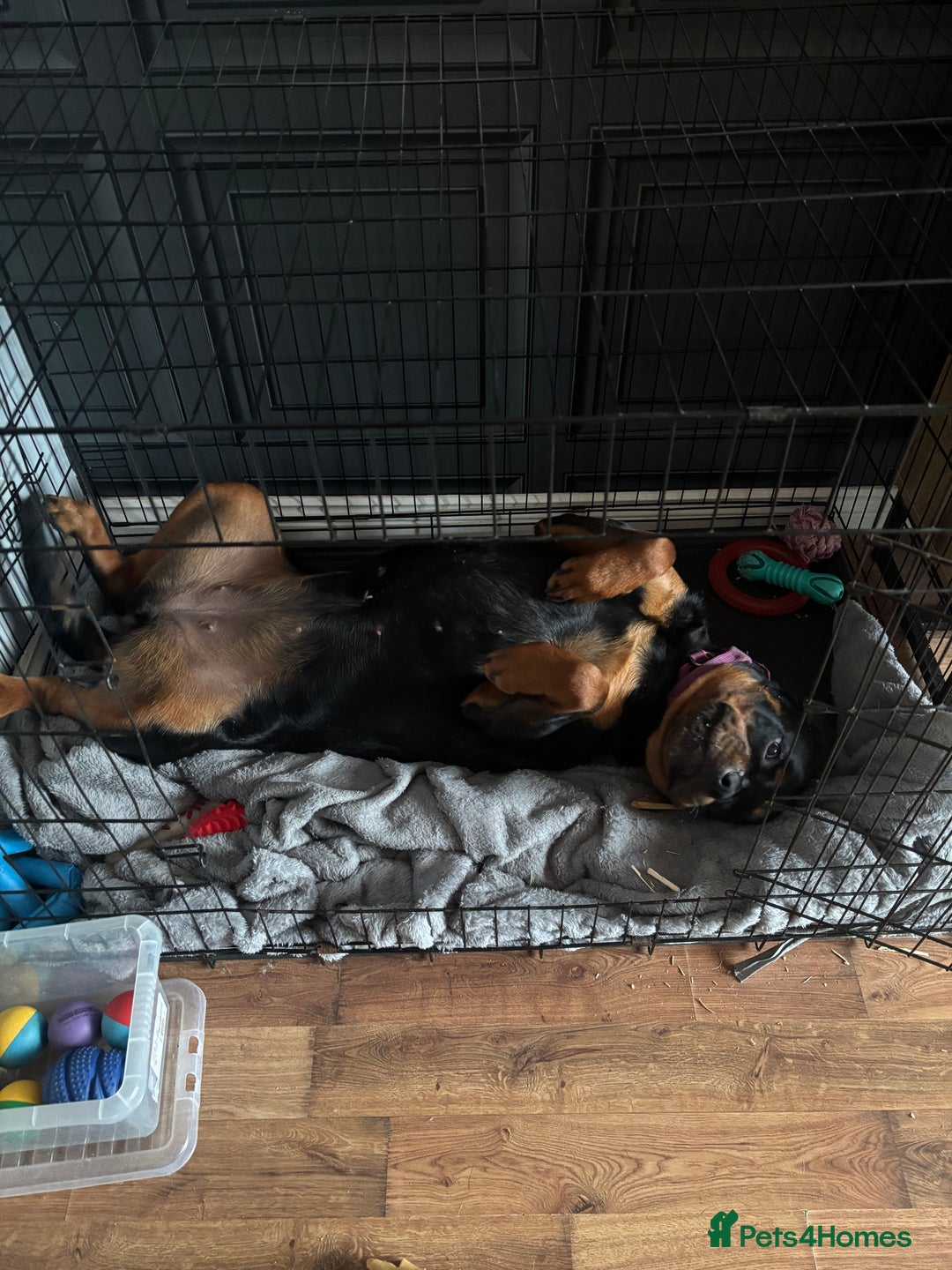 Rottweiler dogs for sale: 13 month old female Rottweiler  - Image 4