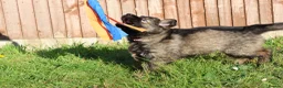 German Shepherd dogs for sale: German shepherd puppies working line - Advert 18