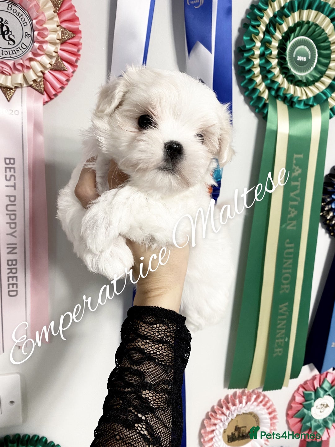 Maltese dogs for sale: Tiny KC Reg. Korean Line Maltese- by Emperatrice - Image 11