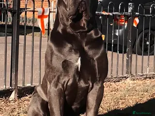 Cane Corso dogs Champion/true to type cane corso puppies - Advert 4