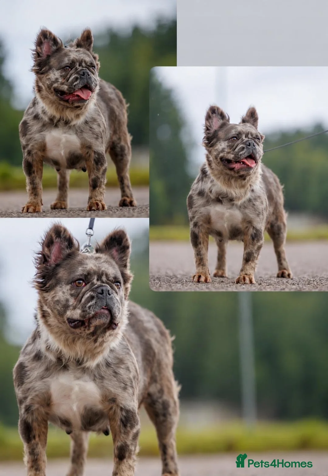 French Bulldog dogs for sale: Reduced only 1 left French bull dog puppys - Advert 13