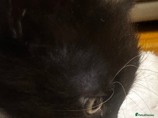 Tibetan cats Kitten for sale - Advert 1