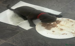 Cane Corso dogs for sale: Cane corso puppies  - Image 3