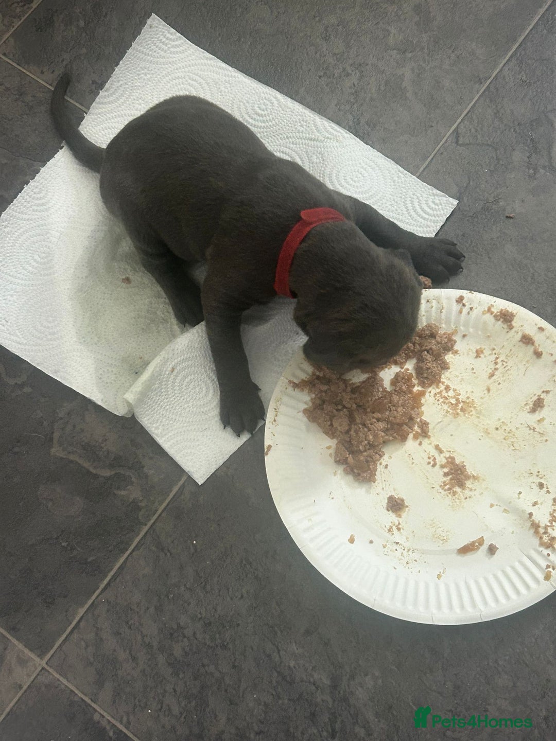 Cane Corso dogs for sale: Cane corso puppies  - Image 3