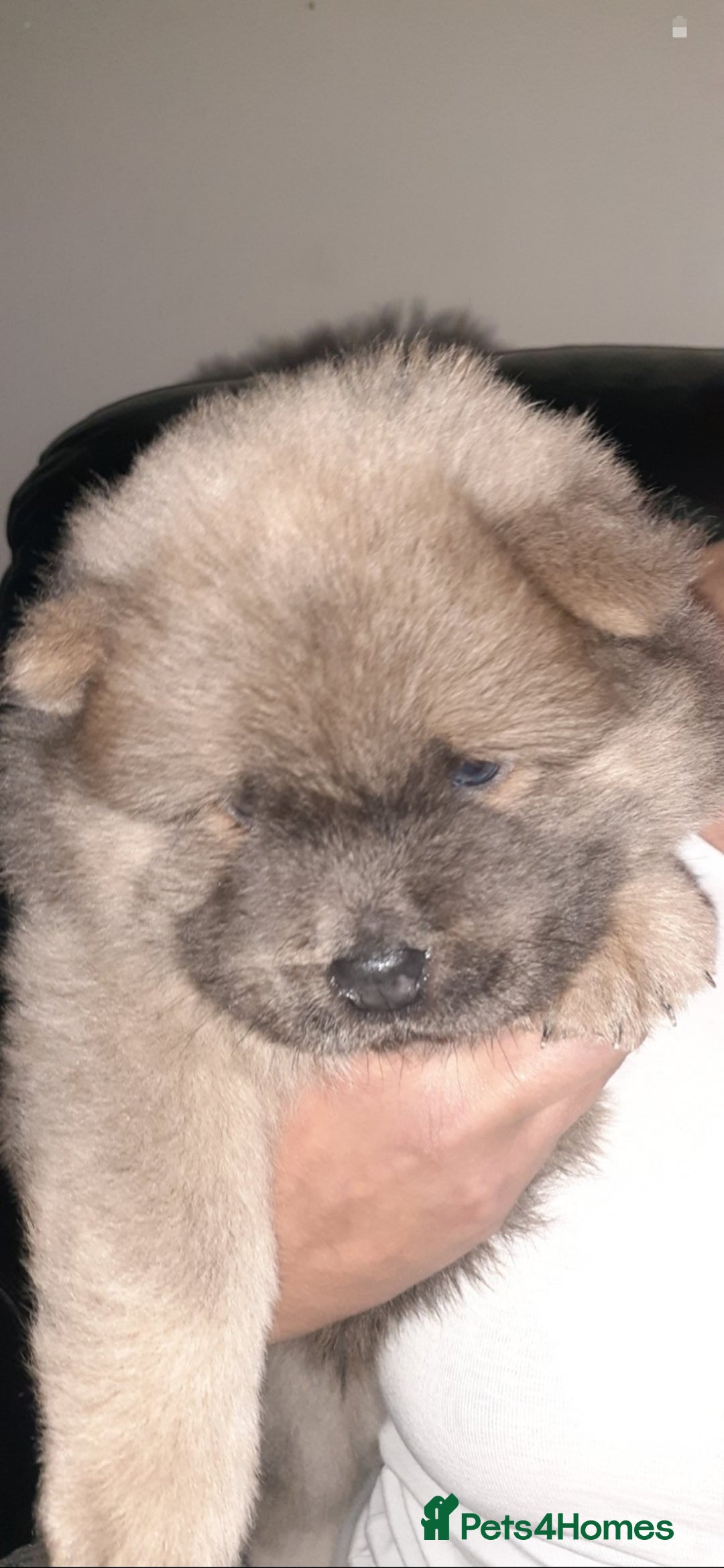 Chow Chow dogs for sale:  KC registered Chow Chow puppies for sale.🤗 - Image 10