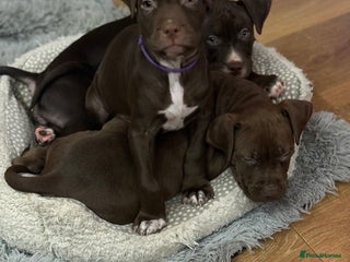 American Bull Staffy dogs Staffy Bull Puppies - Advert 2