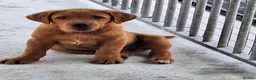 Labrador Retriever dogs for sale: Pondizfields Male Fox Red Labrador pups in Machynlleth - Advert 5