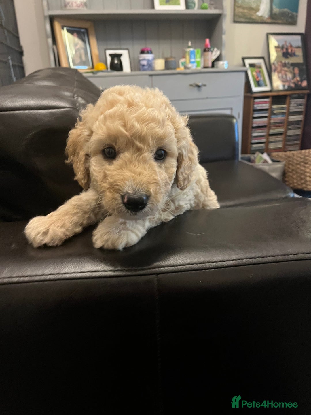 Bordoodle dogs for sale: BORDOODLE puppies DNA screened  - Advert 1