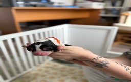 Basset Hound dogs for sale: Beautiful Basset Hound Puppies  - Image 16
