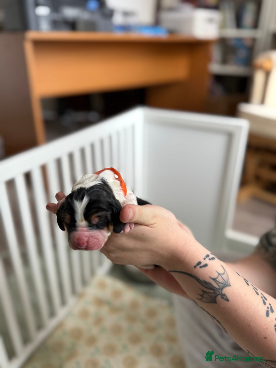 Basset Hound dogs for sale: Beautiful Basset Hound Puppies  - Image 16