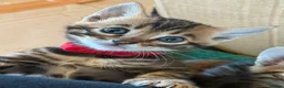 Bengal cats for sale: Stunning TICA registered Bengal kittens - Advert 5
