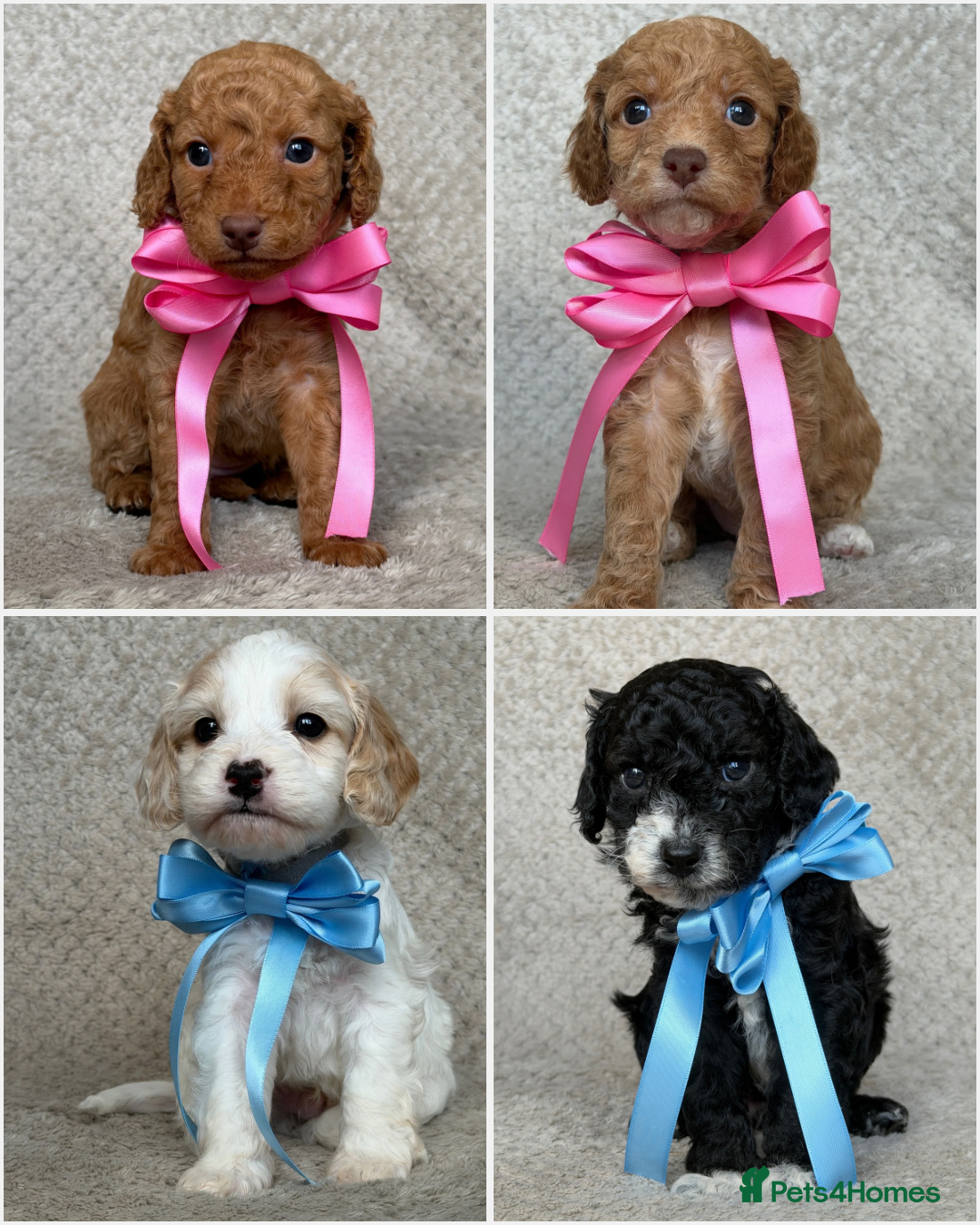 Mixed Breed dogs for sale: Cockapoo x Cavapoochon puppies 🐶 - Image 1