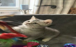 British Shorthair cats for sale: BSH quality Silvers - Image 18