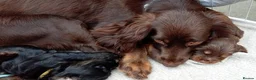 Cocker Spaniel dogs for sale: 6 Stunning Working Cocker Spaniels.3 boys 3 girls - Advert 8