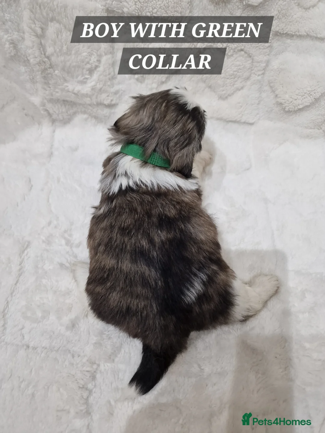 Shih Tzu dogs for sale: Pure breed Shih Tzu puppy - Advert 5