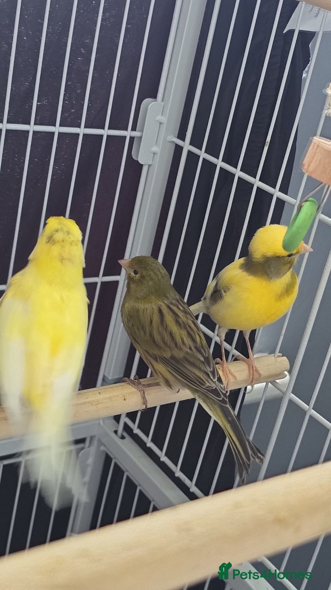 Canaries birds Canary  - Advert 3