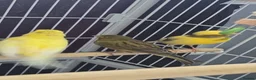 Canaries birds for sale: 1 canary left - Advert 4