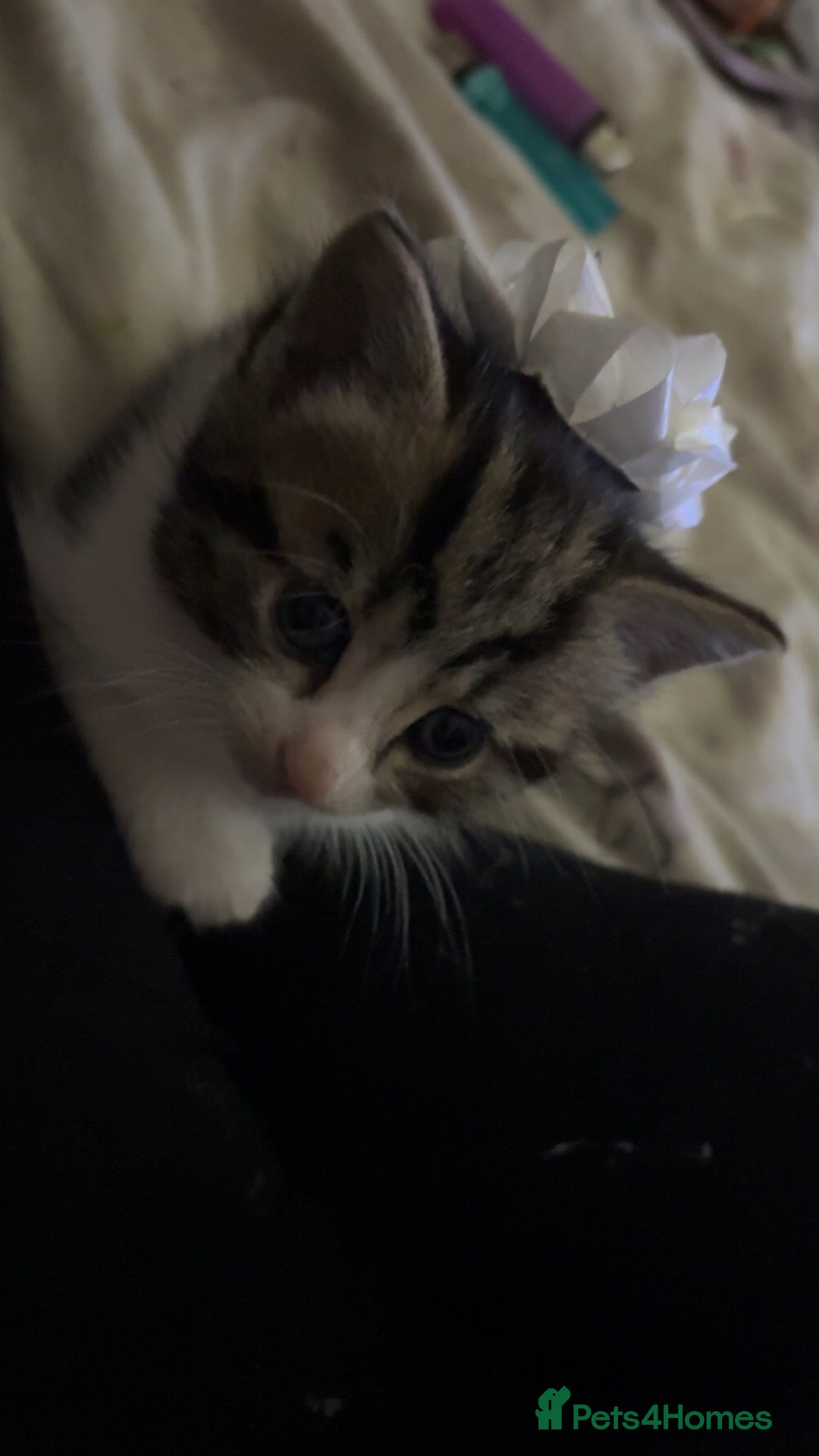 Mixed Breed cats for sale: Five tabby shorthair and longhair kittens - Advert 23