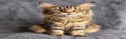 Maine Coon cats for sale: Beautiful Pedigree Kittens Looking For Loving Home - Advert 4