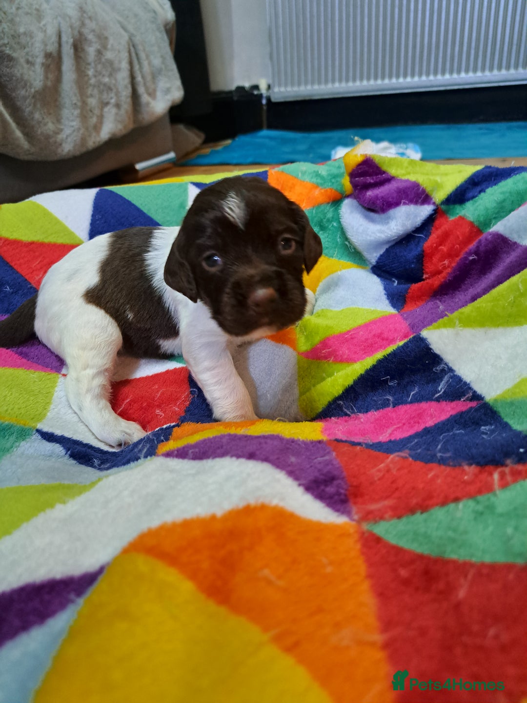 English Springer Spaniel dogs for sale: English springer spaniel pups - Image 12