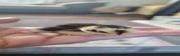 Quail poultry for sale: Coturnix quail chics - Advert 18