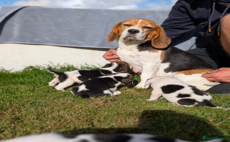 Beagle dogs - Advert 4