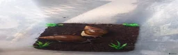 Snails invertebrates for sale: Giant African Tiger Land Snails (Achatina achatina - Advert 5