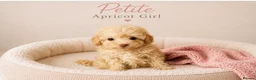 Toy Poodle dogs for sale: Chocolate & Toy Poodle Babies READY NOW - Advert 24