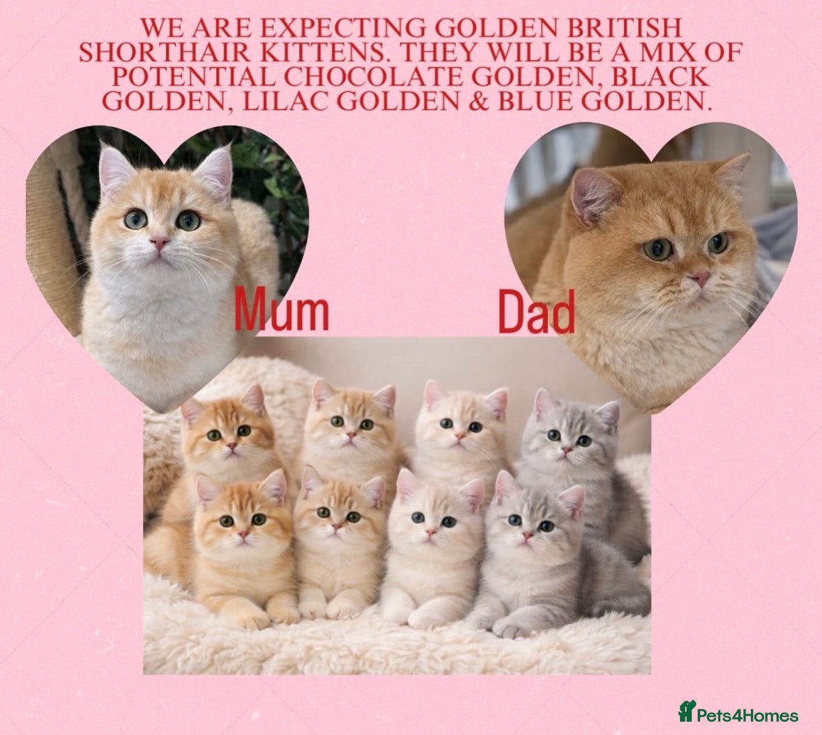 British Shorthair cats Golden British shorthair pedigree chocolate lilac - Advert 4