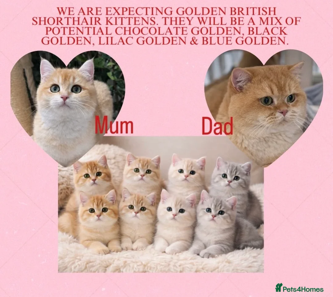 British Shorthair cats for sale: Golden British shorthair pedigree chocolate lilac - Advert 1