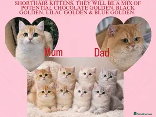 British Shorthair cats Golden British shorthair pedigree chocolate lilac - Advert 2