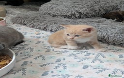 Mixed Breed cats for sale: Siamese/ragdoll/Scottish fold  - Image 21
