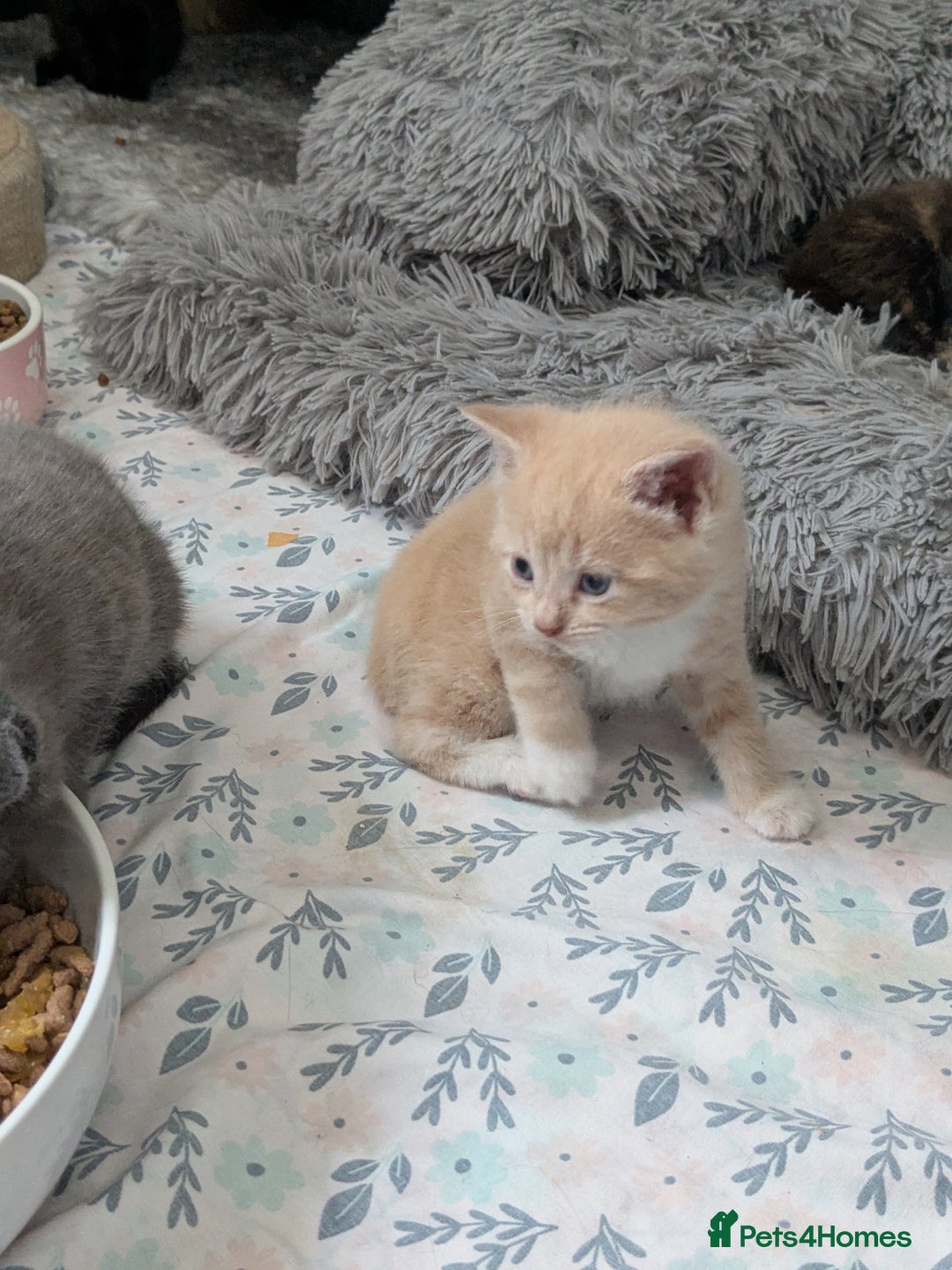 Mixed Breed cats for sale: Siamese/ragdoll/Scottish fold  - Image 21