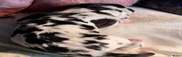 Great Dane dogs for sale: Great danes puppies - Advert 40
