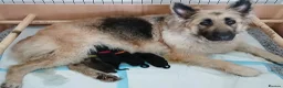 German Shepherd dogs for sale: Beautiful KC German Shepherd Puppies - Advert 15