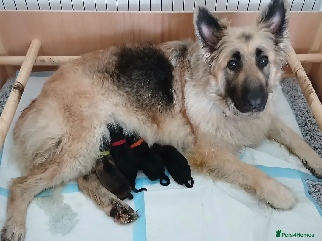 German Shepherd dogs for sale: Beautiful KC German Shepherd Puppies - Advert 15